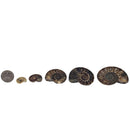 Ammonite Slice - Single - Fossil - Madagascar - Early Cretaceous