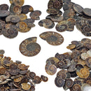 Ammonite Slice - Single - Fossil - Madagascar - Early Cretaceous