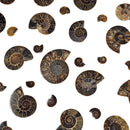 Ammonite Slice - Single - Fossil - Madagascar - Early Cretaceous