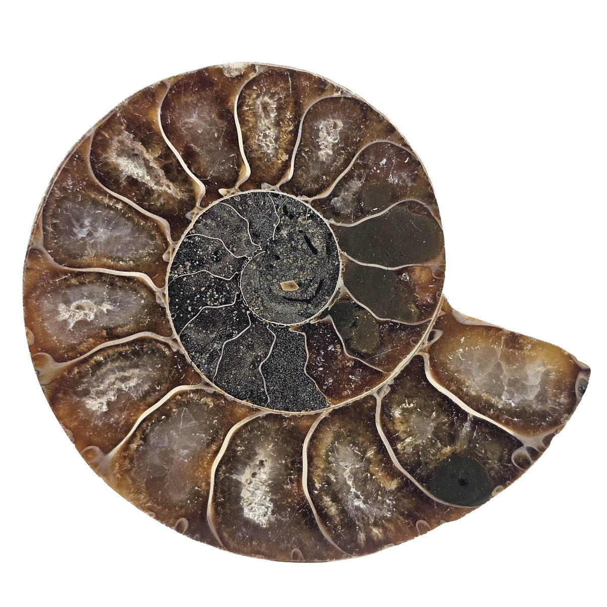 Ammonite Slice single fossil from Mahajanga Province, Madagascar.