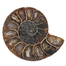 Ammonite Slice - Single - Fossil - Madagascar - Early Cretaceous