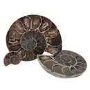 Ammonite Slice - Single - Fossil - Madagascar - Early Cretaceous