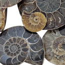 Ammonite Slice - Single - Fossil - Madagascar - Early Cretaceous