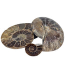 Ammonite Slice - Single - Fossil - Madagascar - Early Cretaceous