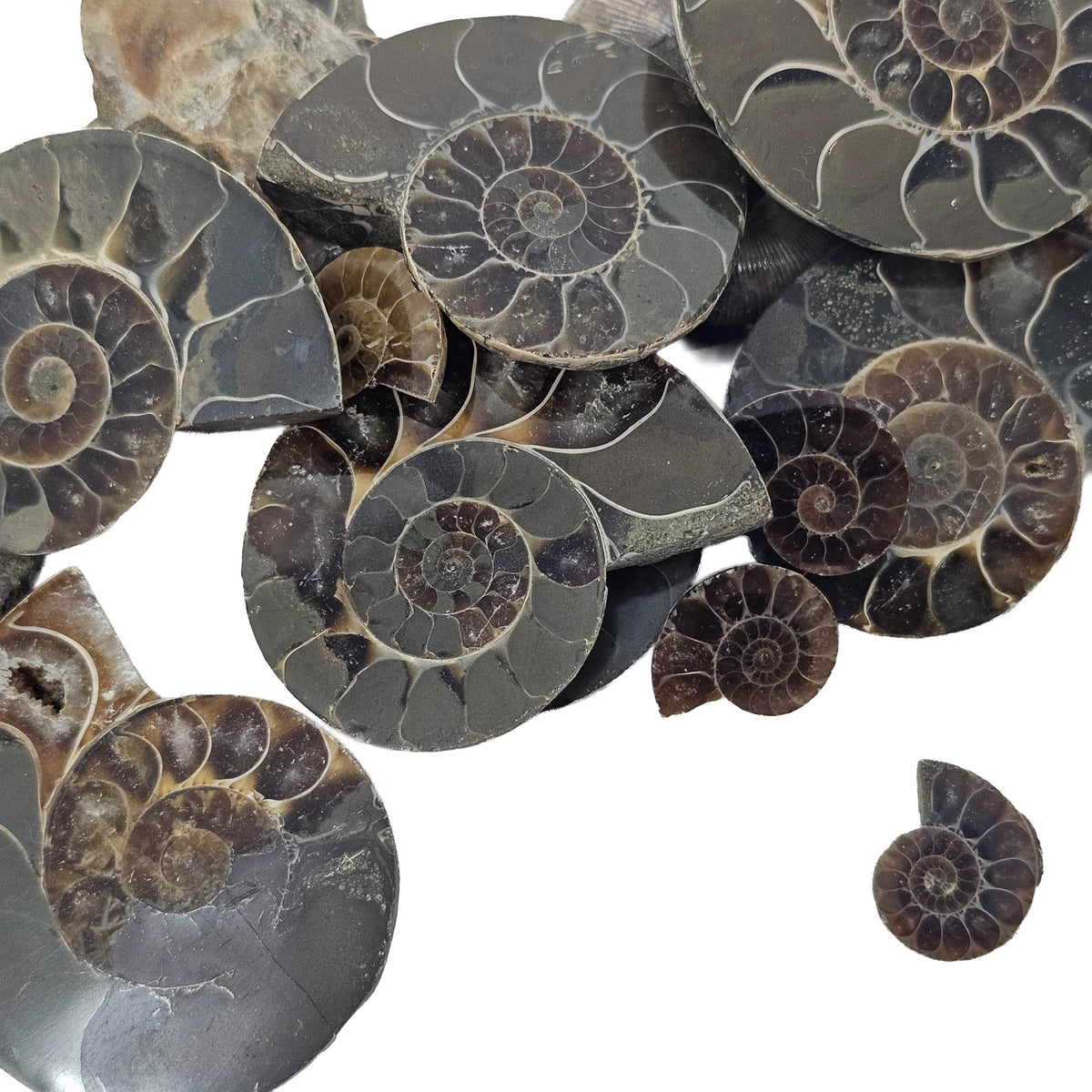Ammonite Slice single fossil from Mahajanga Province, Madagascar.