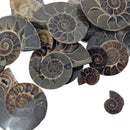 Ammonite Slice - Single - Fossil - Madagascar - Early Cretaceous
