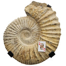 Ammonite - Fossil - Morocco - Mesozoic Era - Spiral