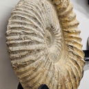 Ammonite - Fossil - Morocco - Mesozoic Era - Spiral