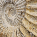 Ammonite - Fossil - Morocco - Mesozoic Era - Spiral