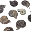 Ammonite - Pendant - Madagascar - Cretaceous Period - Sterling Silver
