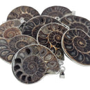 Ammonite - Pendant - Madagascar - Cretaceous Period - Sterling Silver