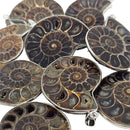 Ammonite - Pendant - Madagascar - Cretaceous Period - Sterling Silver