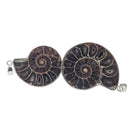 Ammonite - Pendant - Madagascar - Cretaceous Period - Sterling Silver