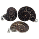 Ammonite - Pendant - Madagascar - Cretaceous Period - Sterling Silver