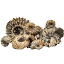 Ammonite Douvilleiceras - Partially Prepared - Fossil Specimen
