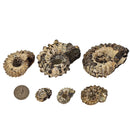 Ammonite Douvilleiceras - Partially Prepared - Fossil Specimen