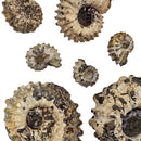 Ammonite Douvilleiceras - Partially Prepared - Fossil Specimen