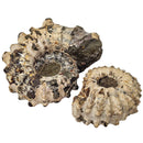 Ammonite Douvilleiceras - Partially Prepared - Fossil Specimen
