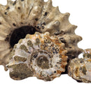 Ammonite Douvilleiceras - Partially Prepared - Fossil Specimen