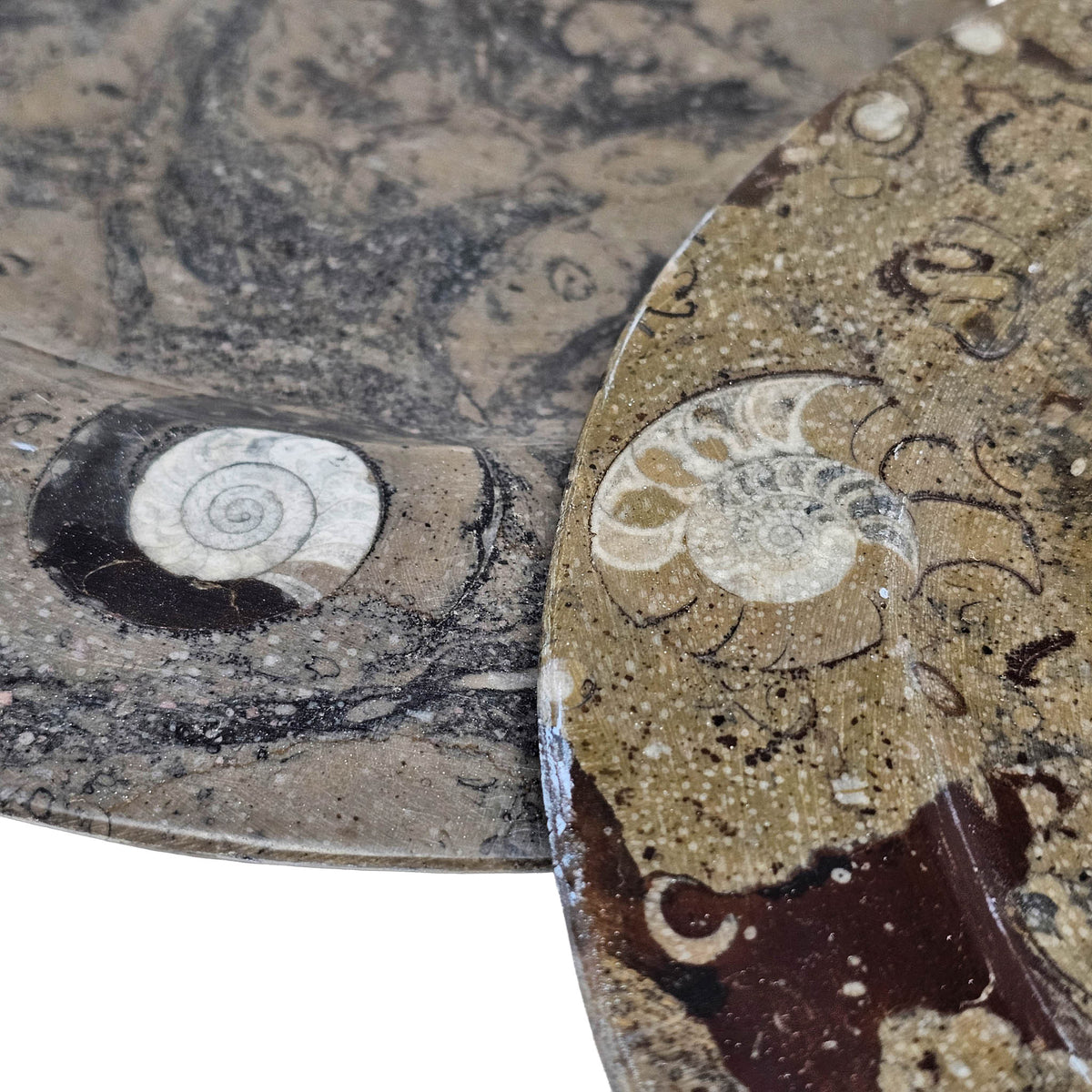 Ammonite and Orthoceras oval serving dish fossil from Erfoud region, Anti-Atlas Mountains, Morocco.