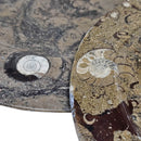 Ammonite & Orthoceras - Oval Dish - Fossil - Paleozoic and Mesozoic - Morocco