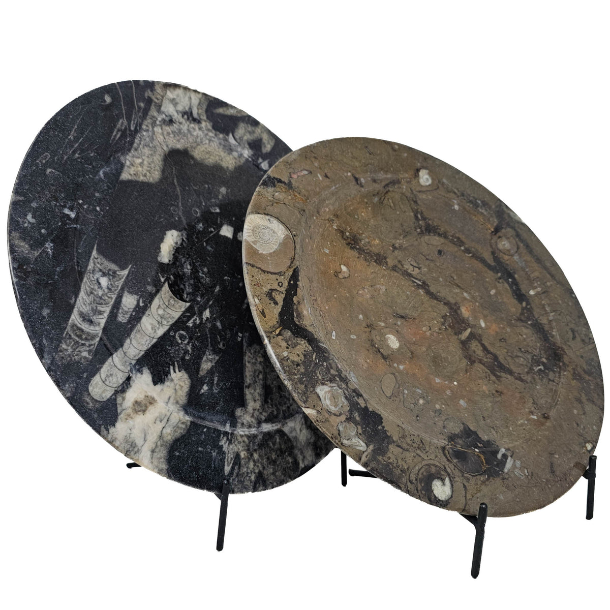 Ammonite & Orthoceras round dish fossil from Morocco.