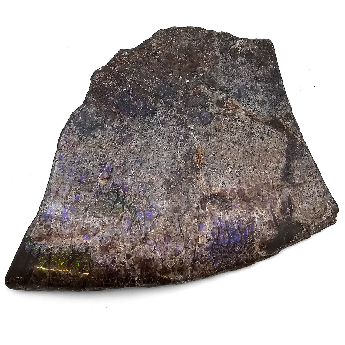Ammolite fossil specimen from Bearpaw Formation, Lethbridge area, Alberta, Canada, Late Campanian.