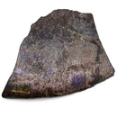 Ammolite - Fossil Specimen