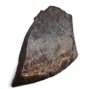 Ammolite - Fossil Specimen