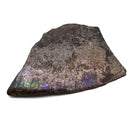 Ammolite - Fossil Specimen