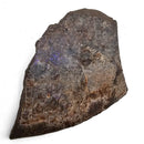 Ammolite - Fossil Specimen