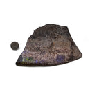 Ammolite - Fossil Specimen