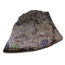 Ammolite - Fossil Specimen