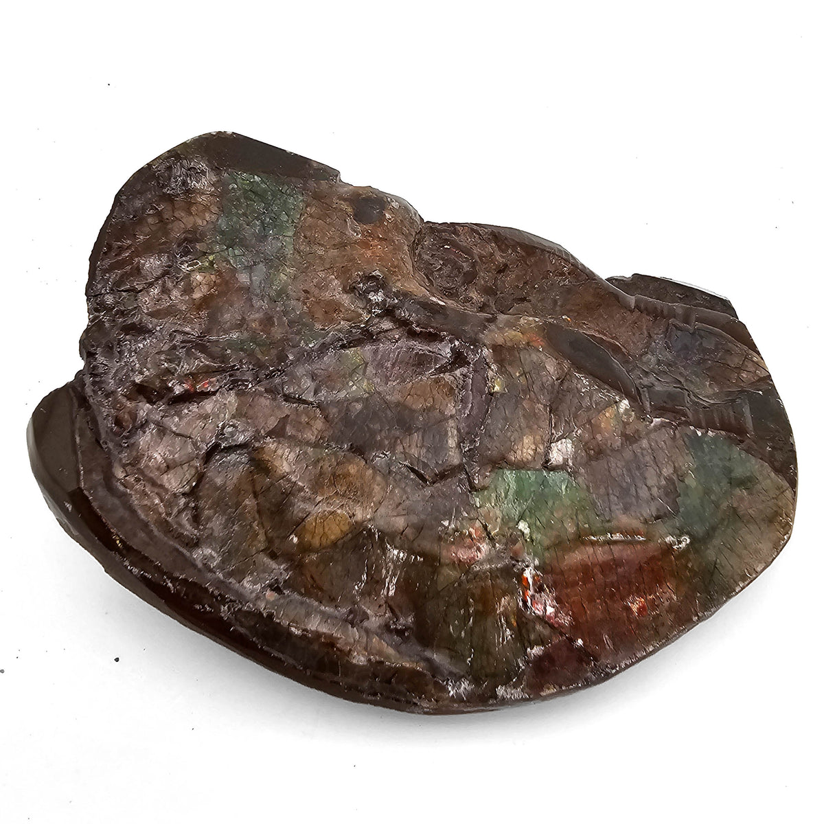 Ammolite fossil specimen, Bearpaw Formation, Late Campanian.