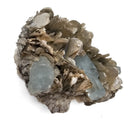 Aquamarine on Muscovite - Mineral