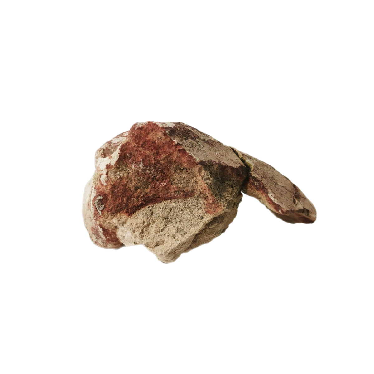 Badlands Mammal Bone fossil.