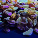 Baltic Amber - Chips - Tumble
