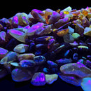 Baltic Amber - Chips - Tumble