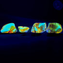 Baltic Amber - Tumble - Era: Eocene - Lithuania - UV reactive
