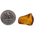 Baltic Amber - Tumble - Era: Eocene - Lithuania - UV reactive