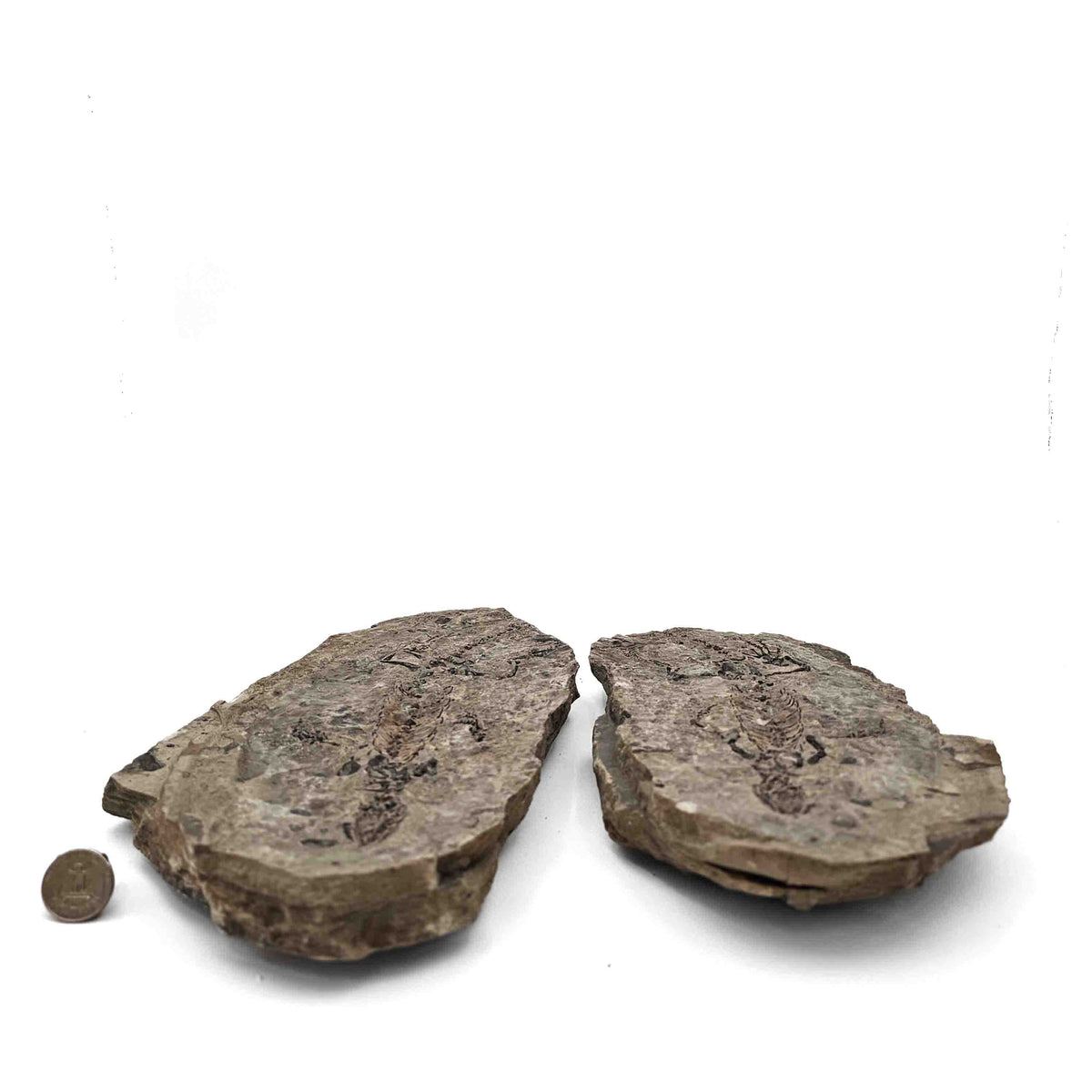 Barasaurus Besairiei fossil specimen from Ranohira, Madagascar, Lower Sakamena Formation, Lopingian.