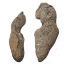 Barasaurus Besairiei - Fossil Specimen