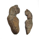 Barasaurus Besairiei - Fossil Specimen