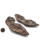 Barasaurus Besairiei - Fossil Specimen