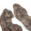 Barasaurus Besairiei - Fossil Specimen