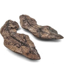 Barasaurus Besairiei - Fossil Specimen
