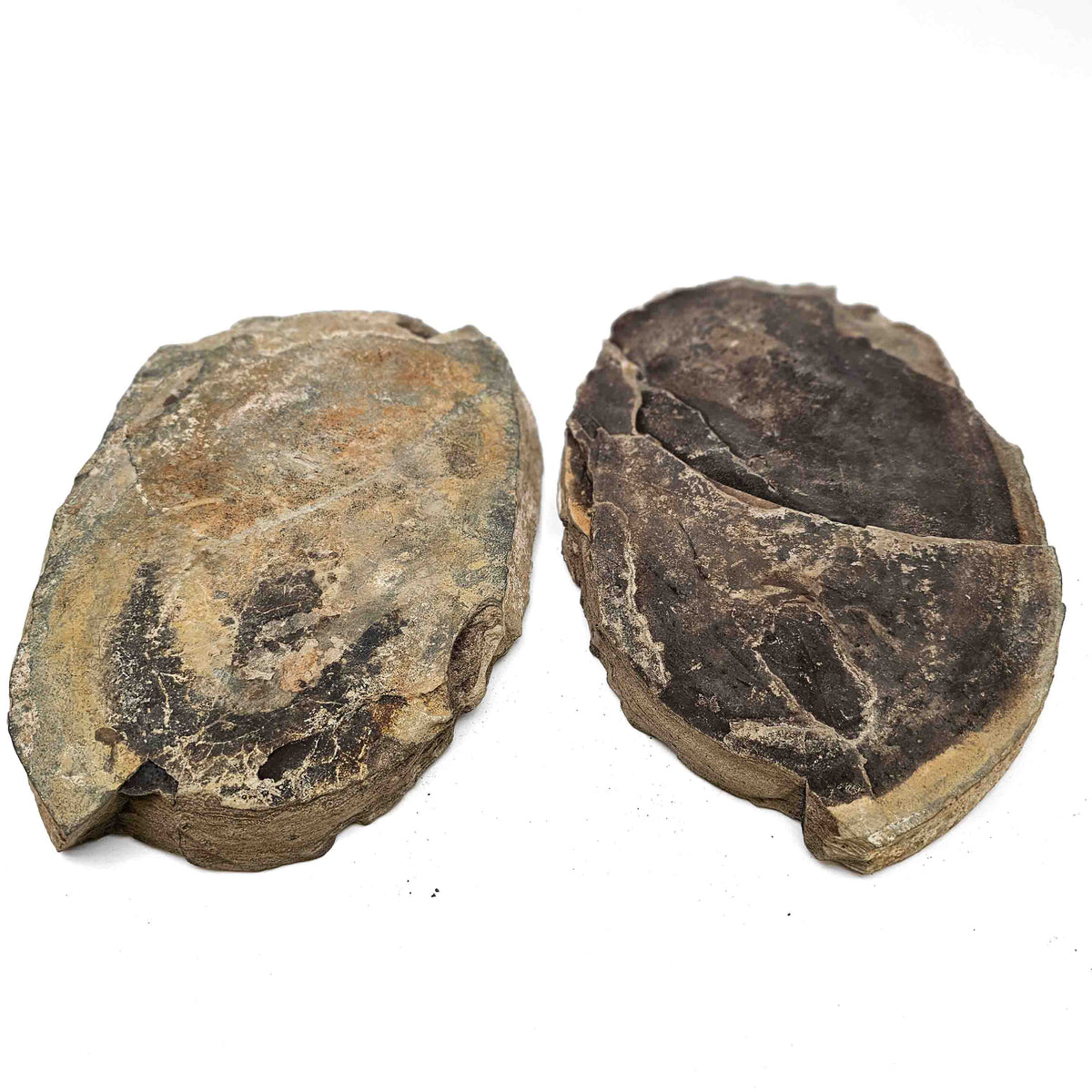 Barasaurus Besairiei fossil specimen from Ranohira, Madagascar, Lower Sakamena Formation, Lopingian.