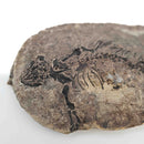 Barasaurus Besairiei - Fossil Specimen
