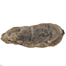 Barasaurus Besairiei - Fossil Specimen