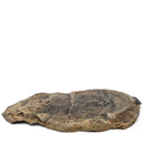 Barasaurus Besairiei - Fossil Specimen